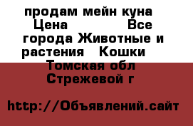 продам мейн куна › Цена ­ 15 000 - Все города Животные и растения » Кошки   . Томская обл.,Стрежевой г.